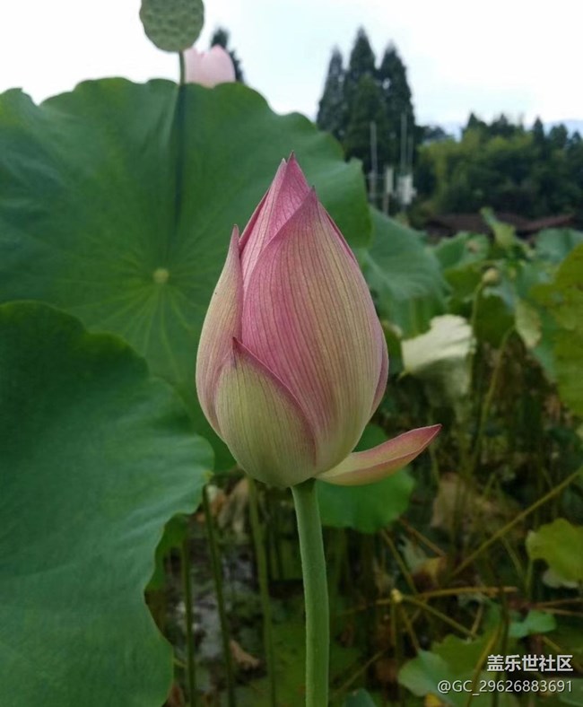 【夏日限定】葫蘆與荷花