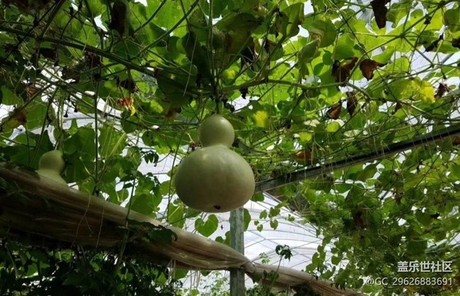 【夏日限定】葫蘆與荷花