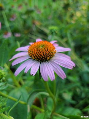 【隨處精彩】松果菊