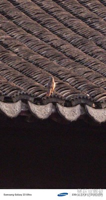 【隨處精彩】盛夏里的光