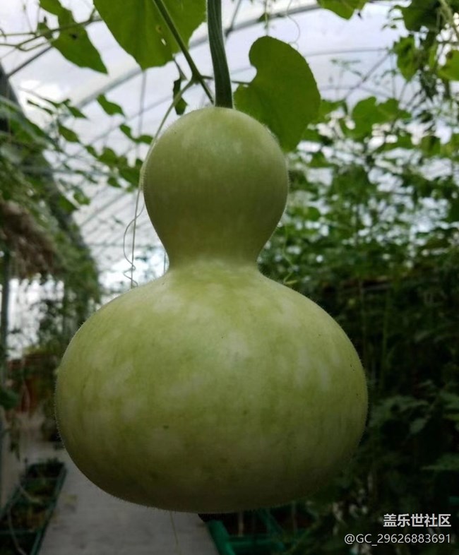 【夏日限定】葫蘆與荷花