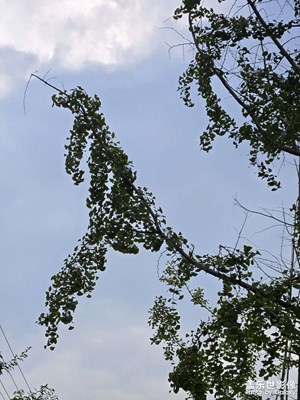 【隨處精彩】+自然的美