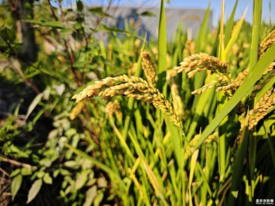 【秋高氣爽】+鄉(xiāng)村踏秋