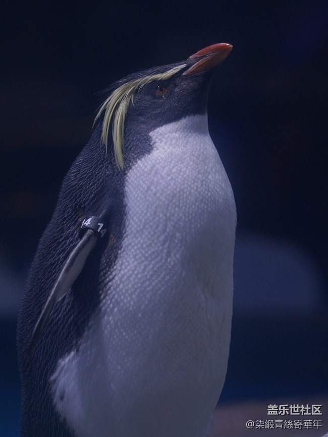 【Galaxy中原海洋夢(mèng)】與海洋的邂逅之旅