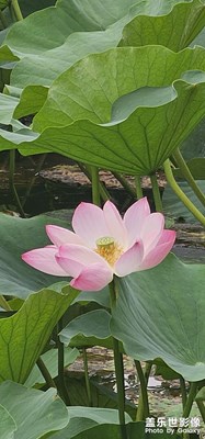 每日一圖