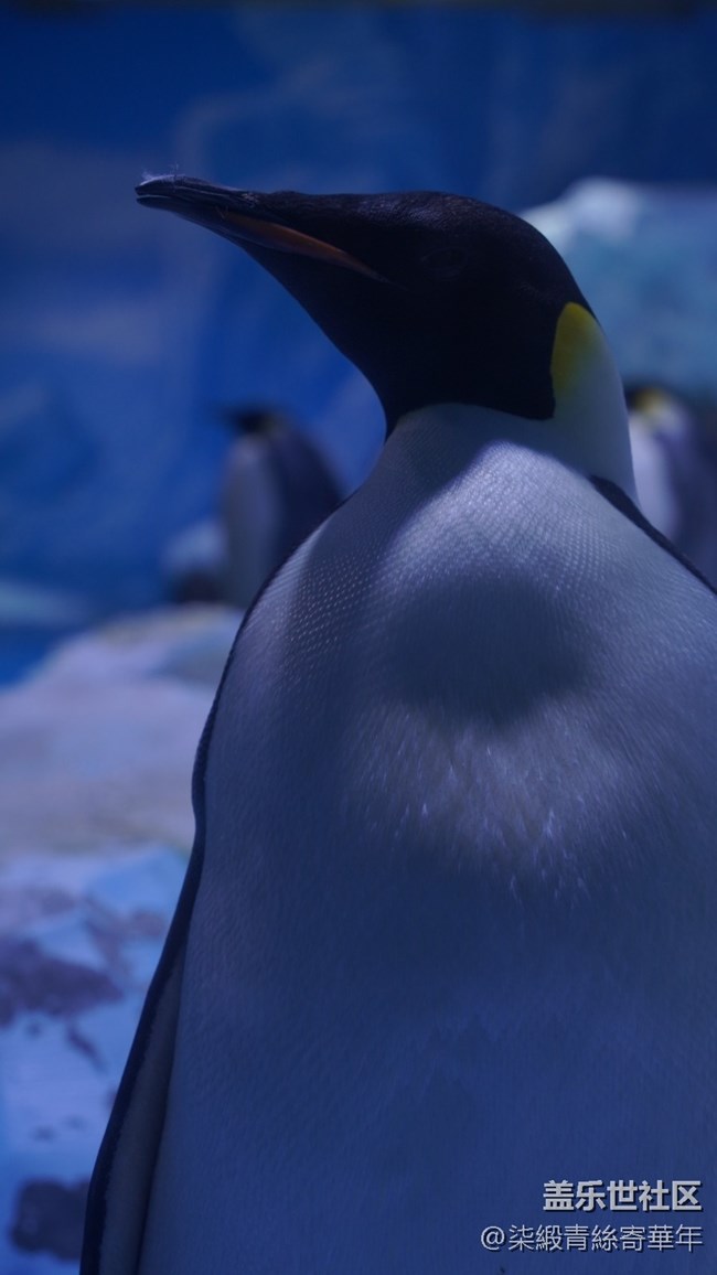 【Galaxy中原海洋夢(mèng)】與海洋的邂逅之旅