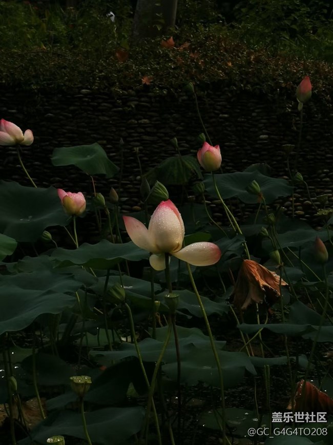 【時間影像】天寧禪寺