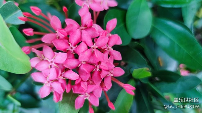 【夏日限定】開花的夏日