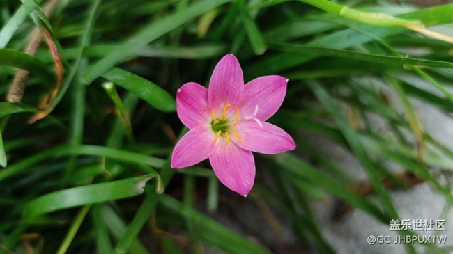 【夏日限定】開花的夏日