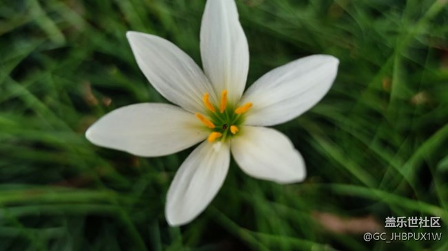【夏日限定】開花的夏日