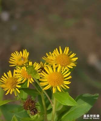 【秋高氣爽】+美麗的小花