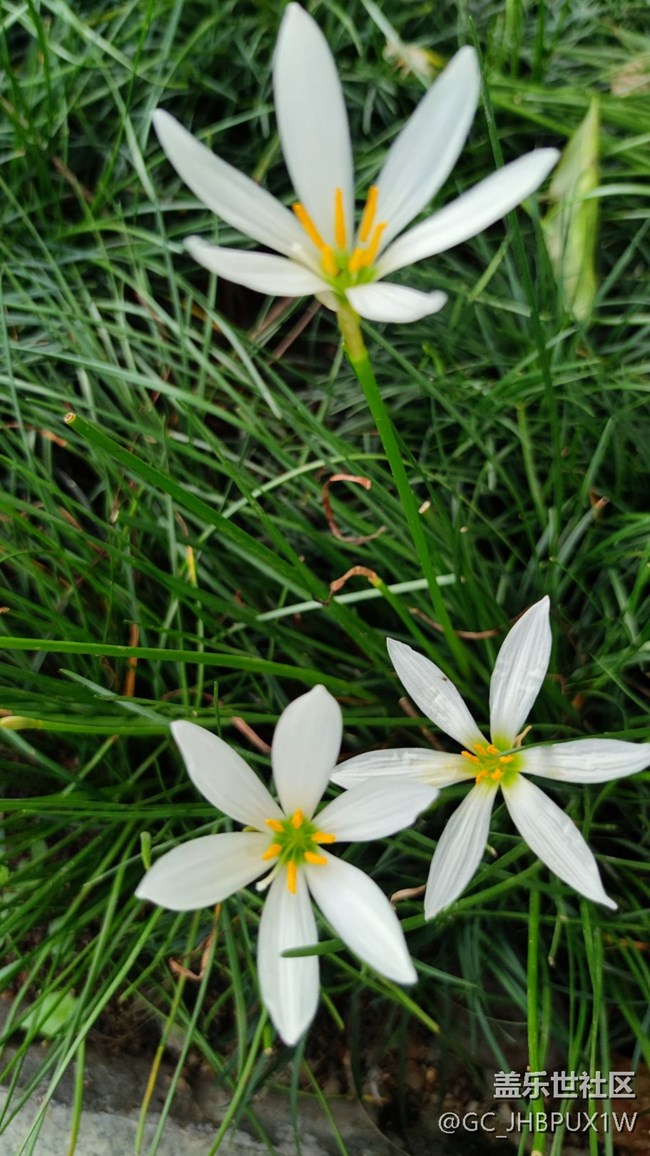 【夏日限定】開花的夏日