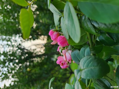 【隨處精彩】綻放