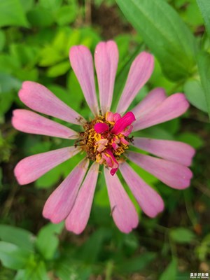 【秋高氣爽】秋菊