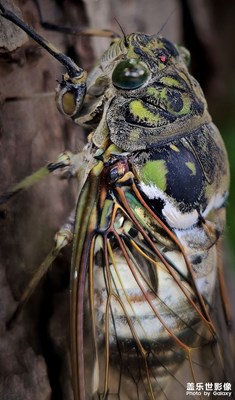 S24 ultra影像分享