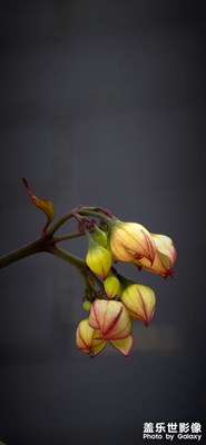 三星s24ultra影像分享