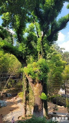 【秋高氣爽】+秋游依然熱