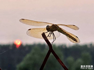 【秋高氣爽】+晚霞中的紅蜻蜓