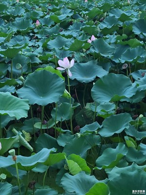 【秋高氣爽】秋天的荷花