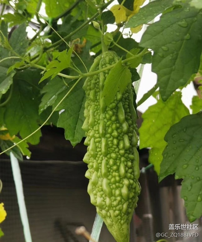 【中秋限定】秋季田園