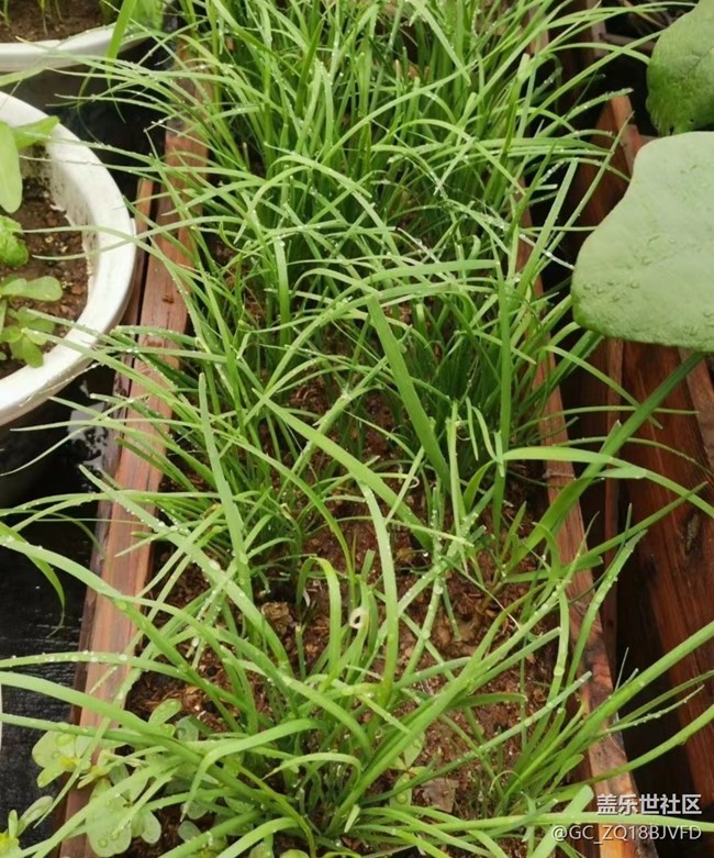 【中秋限定】秋季田園