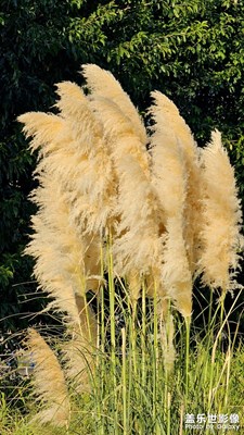 【生活的色調(diào)】蘆葦搭配藍(lán)天