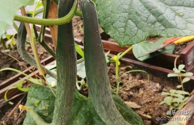 【中秋限定】秋季田園