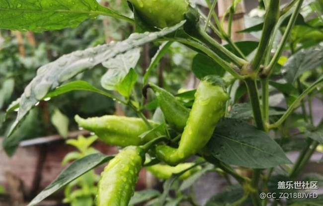 【中秋限定】秋季田園