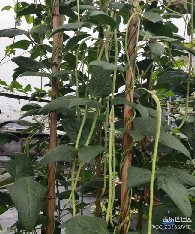 【中秋限定】秋季田園