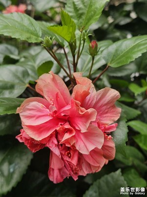 【生活的色調(diào)】花開盛夏