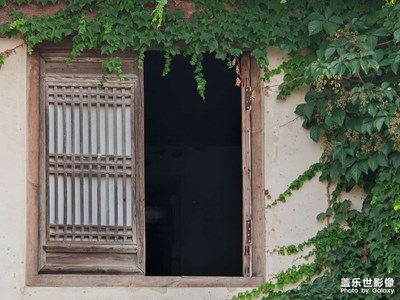 【生活的色調(diào)】窗外的綠