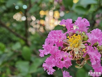 【生活的色調(diào)】叢中色彩