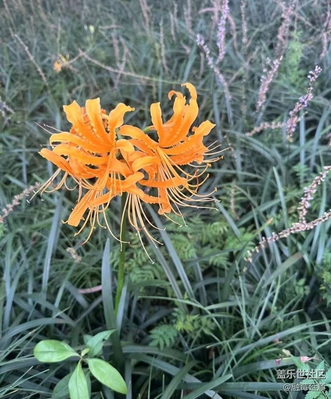 【中秋限定】野外美景