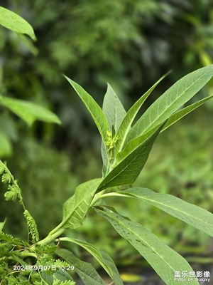 3倍，5倍人像模式