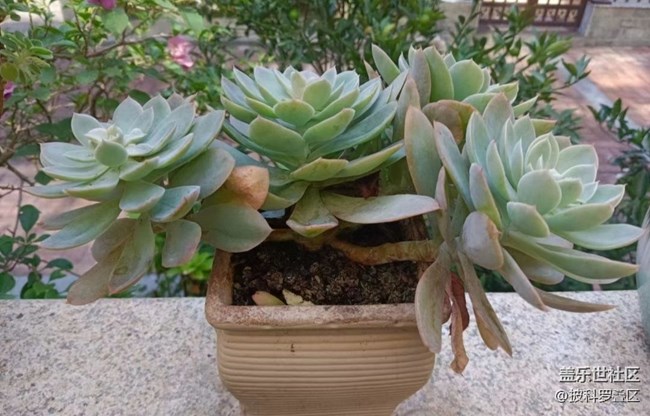 【金色秋天】秋季盆栽