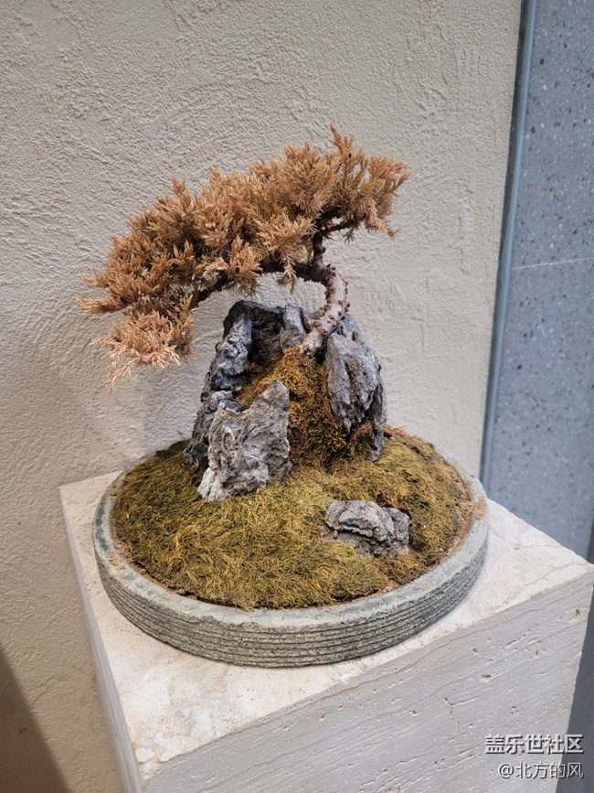 【 影像映團(tuán)圓】+ 團(tuán)團(tuán)圓圓花來賀