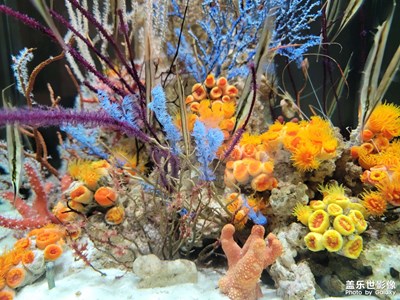 【生活的色調(diào)】+水中小景