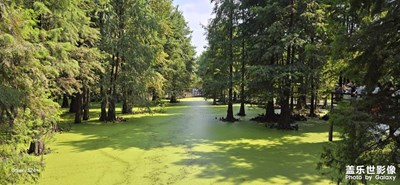 9.8臨安青山湖水上森林