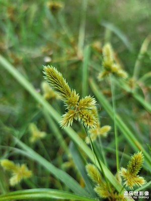 頭狀穗莎草