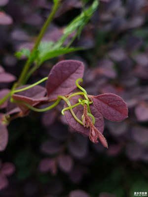 【生活的色調(diào)】+美麗植物