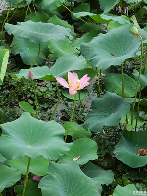 【生活的色調(diào)】+秋天的荷花