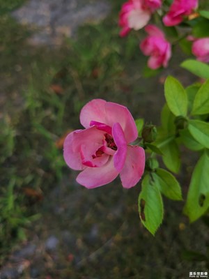 【生活的色調(diào)】+美麗的花