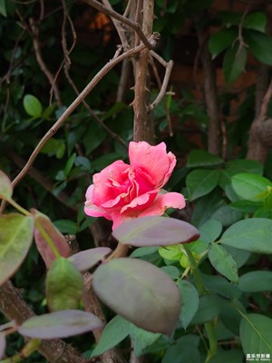 【生活的色調(diào)】+花開枝頭