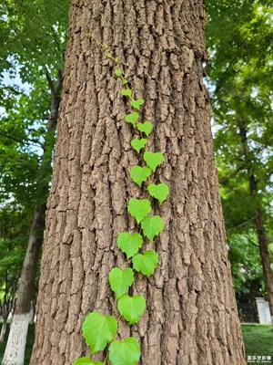 【生活的色調(diào)】+秋天的花草