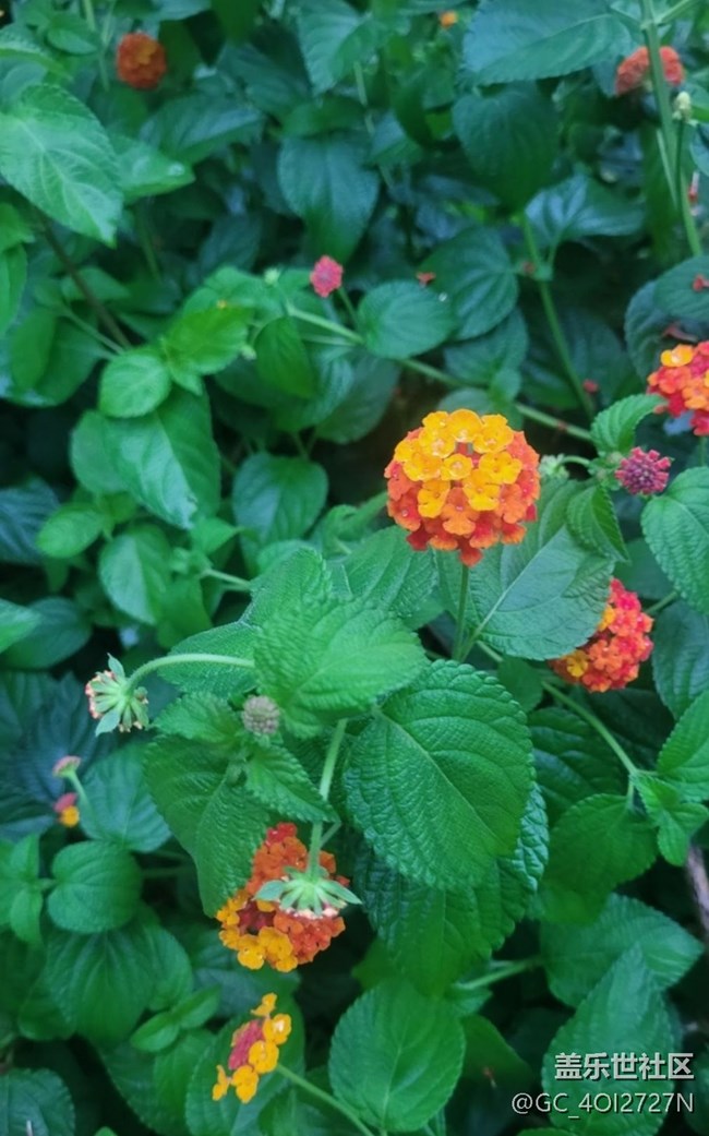 【金色秋天】五色梅