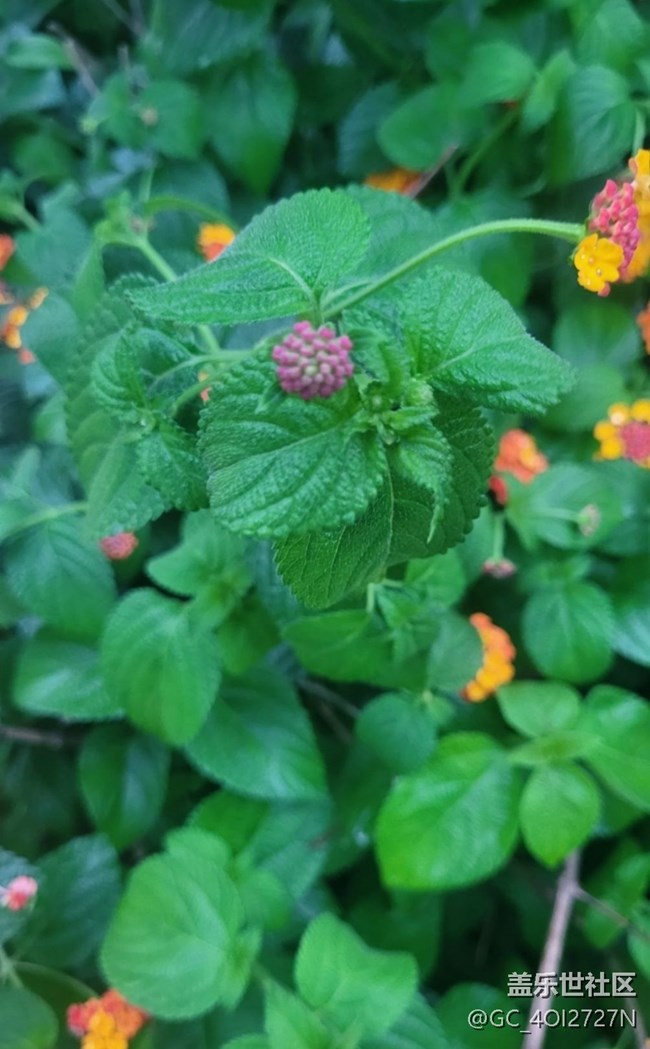 【金色秋天】五色梅