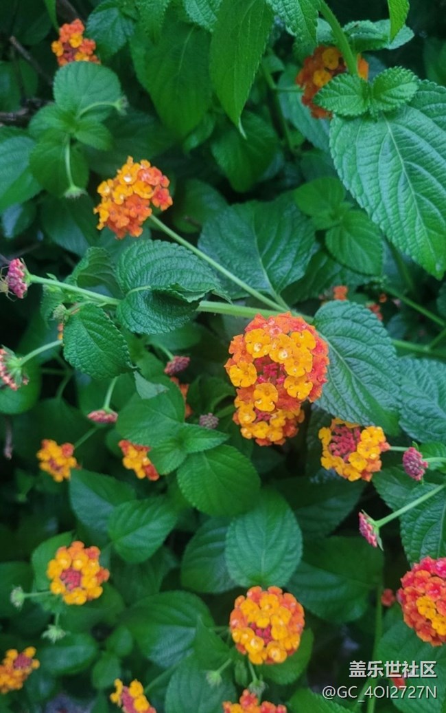 【金色秋天】五色梅