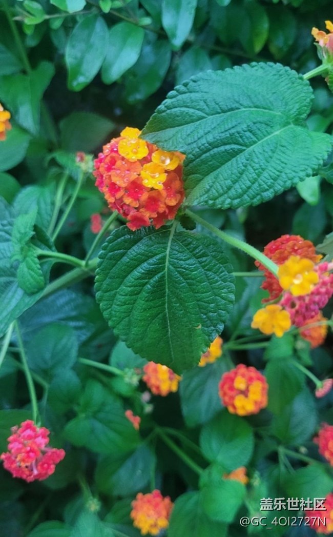 【金色秋天】五色梅