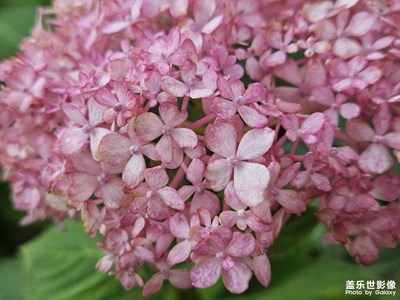 【中秋故事】花好月圓