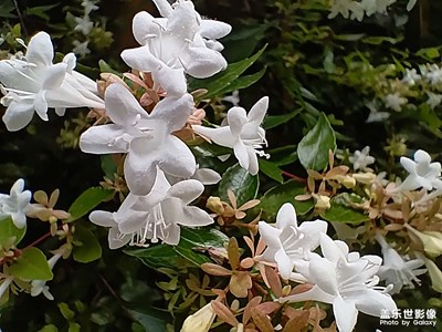 【中秋故事】+花花草草